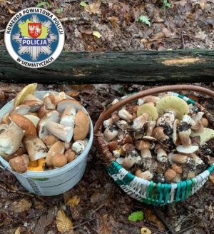 w lewym górnym rogu logo KPP Siemiatycze, poniżej stoją w wiadra na ściółce leśnej a w nich grzyby